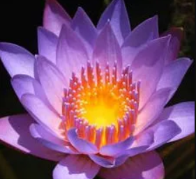 Visions on the Path Blog Logo